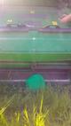 Зерноуборочный комбайн JOHN DEERE W 540 2013 года выпуска
